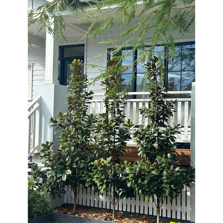 How to use Teddy Bear Magnolia for Privacy