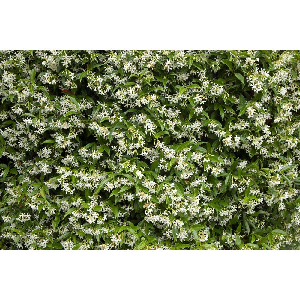 Discover the Magic of Jasmine Transformation