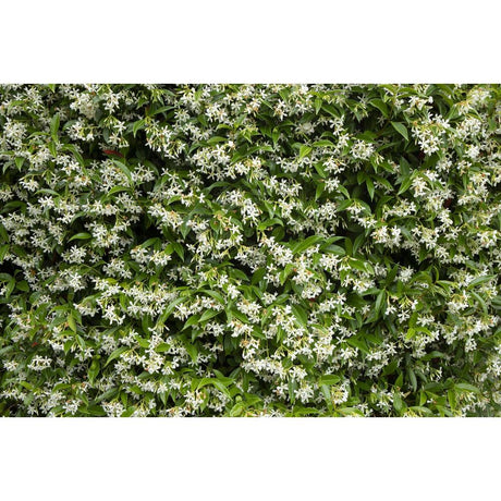 Discover the Magic of Jasmine Transformation