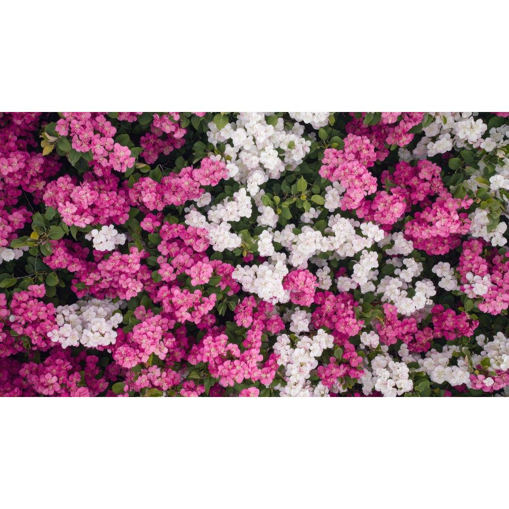 Most Fragrant Plants: A Guide to Aromatic Gardening