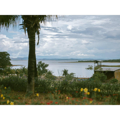Coastal Garden Solutions: Plant Recommendations & Design Tips