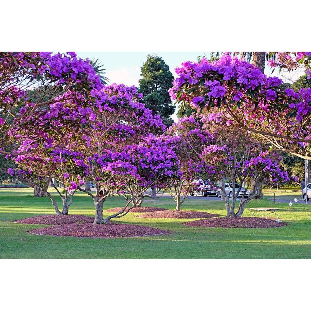 Tibouchina Alstonville covered in deep purple velvety flowers above dark green leaves