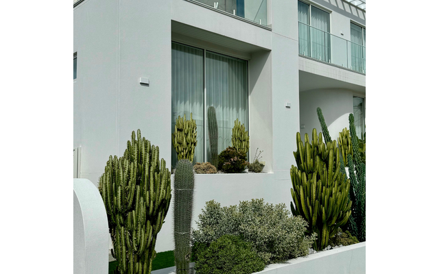 Low Maintenance Cacti Options for Your Front Facade