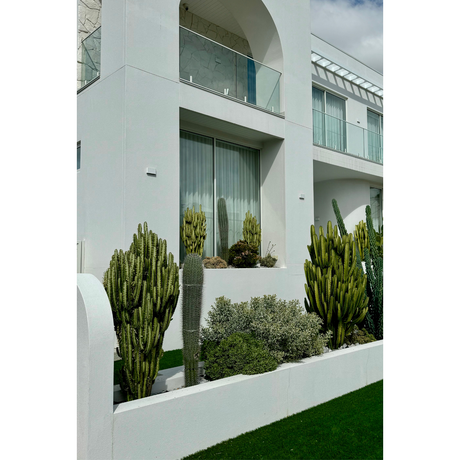 Low Maintenance Cacti Options for Your Front Facade
