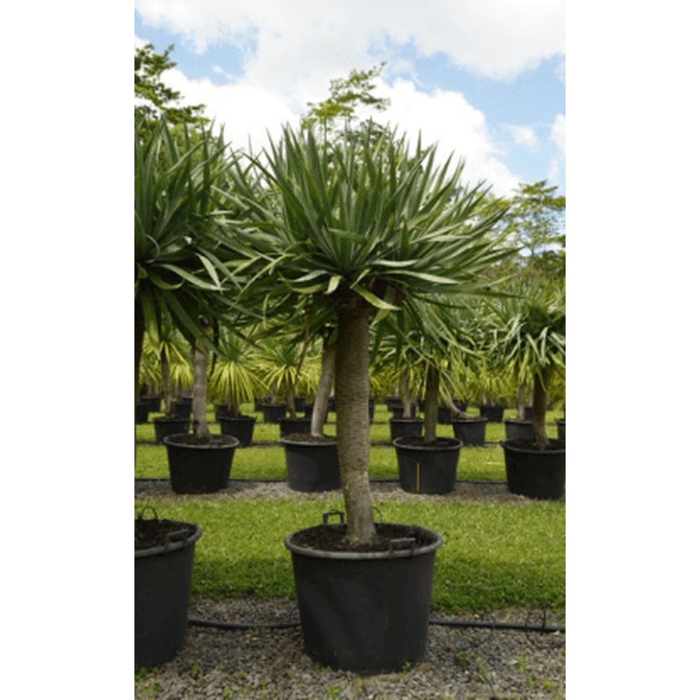 Everything to Know About Dragon Tree Care and Maintenance
