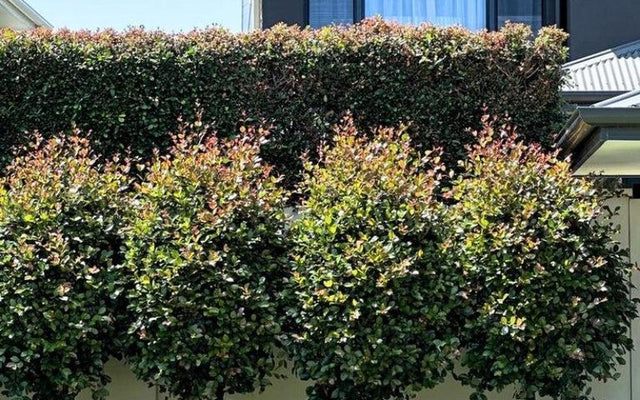 Alternative Hedging Plants