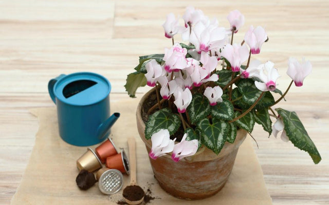 Benefits of Coffee Grounds in Plants: Unlock Magic