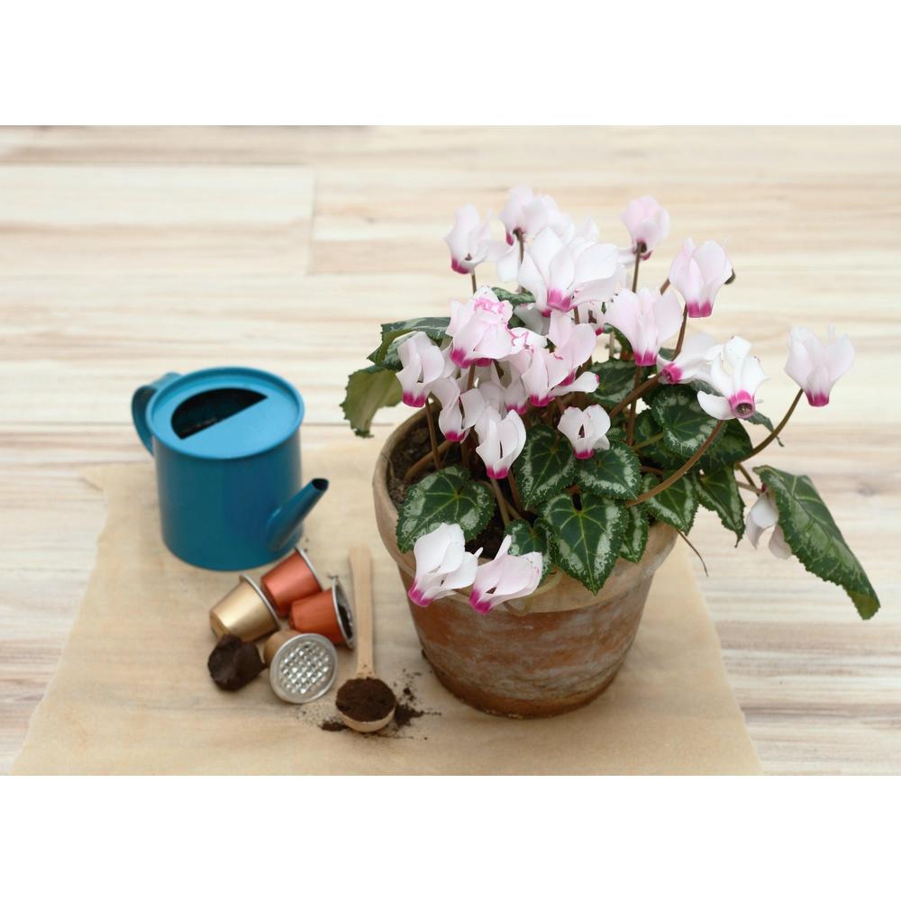 Benefits of Coffee Grounds in Plants: Unlock Magic