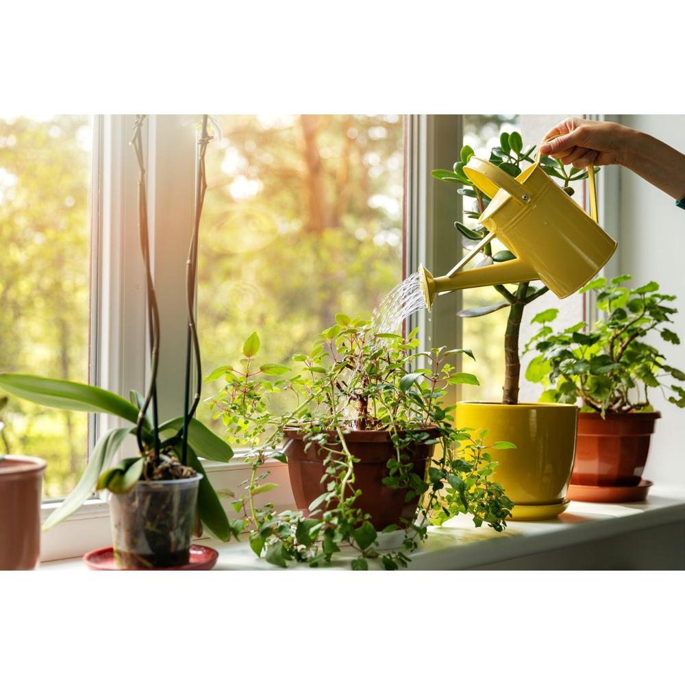2025 Plant Trends: What to Fill Your Home With