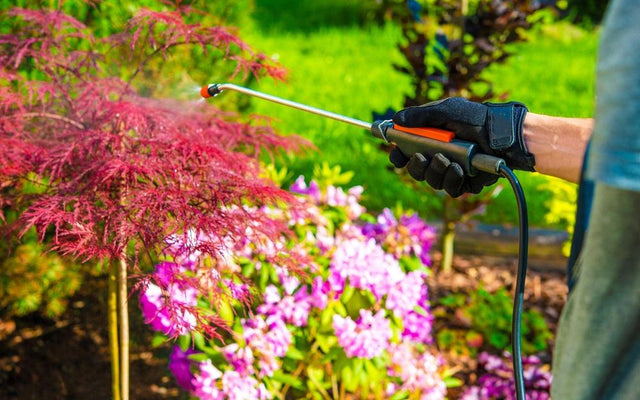 Top Pest Repelling Plants for Your Australian Garden