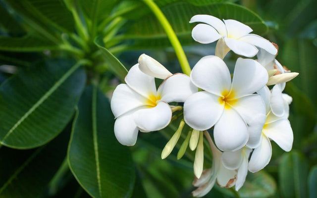 Frangipani Varieties: Choosing the Perfect Blooms