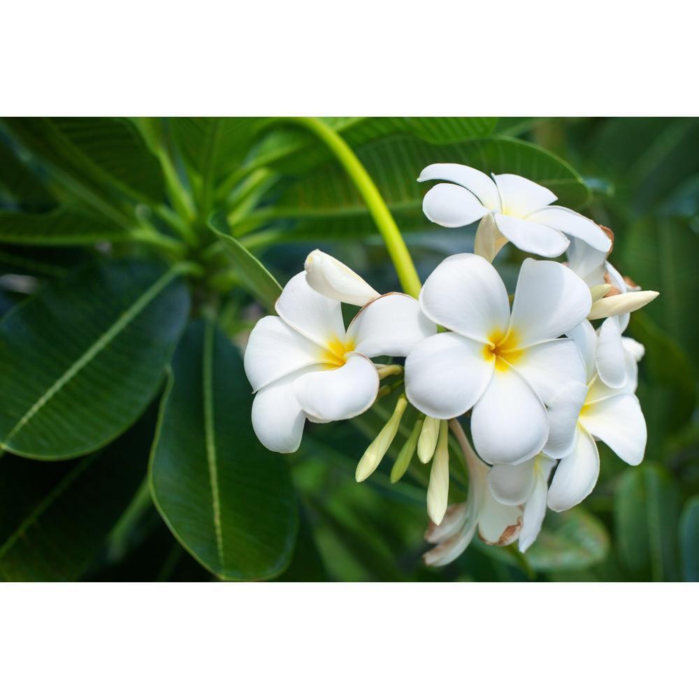 Frangipani Varieties: Choosing the Perfect Blooms