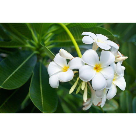 Frangipani Varieties: Choosing the Perfect Blooms