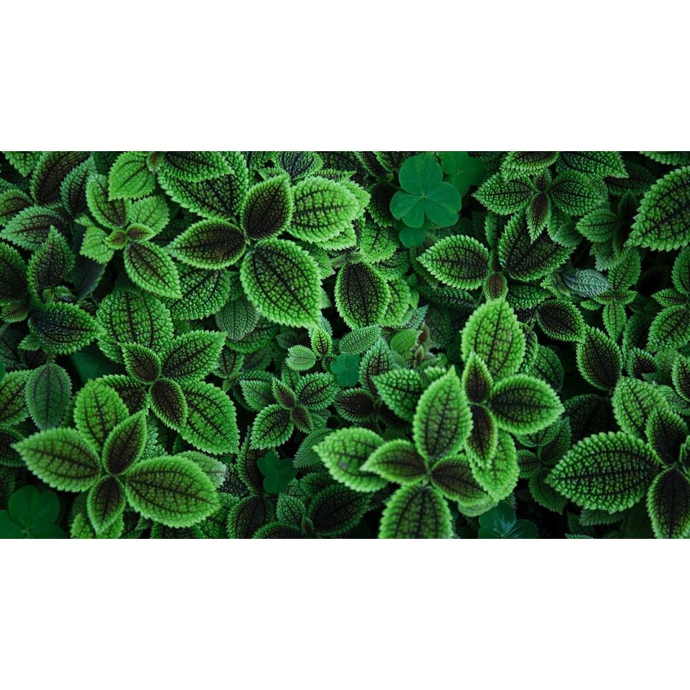 Unleashing the Therapeutic Benefits of Gardening with Brisbane Plant Nursery