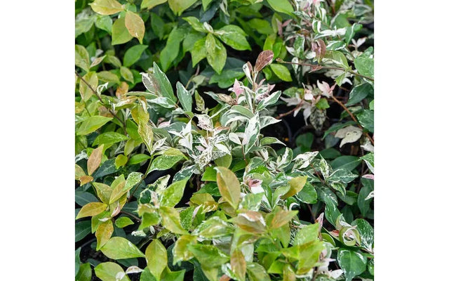 Variegated Trach Jasmine: Easy Ground Cover for Any Garden