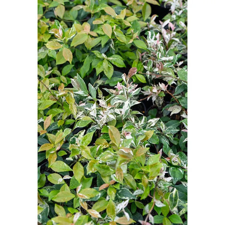 Variegated Trach Jasmine: Easy Ground Cover for Any Garden