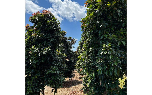Eumundi Quandong Care Guide