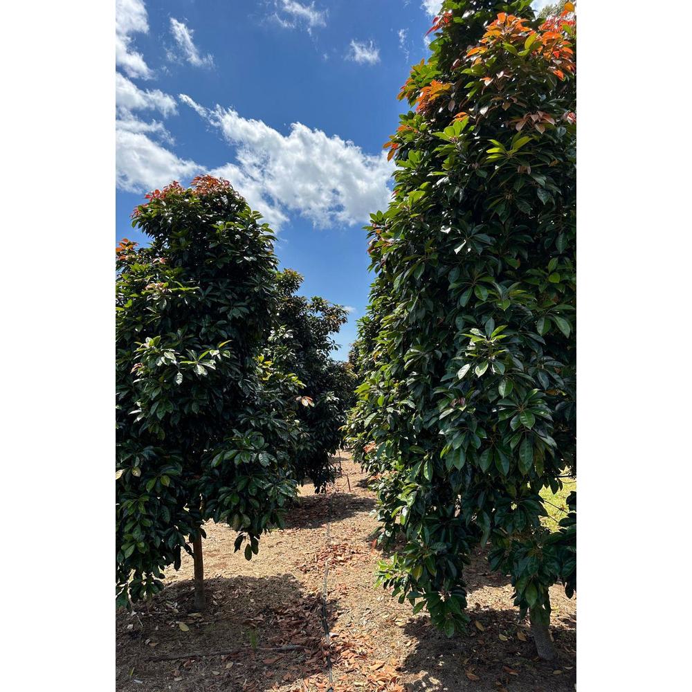 Eumundi Quandong Care Guide