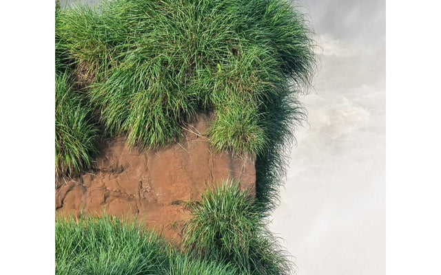Cousin It Groundcover: An Australian Planting Guide
