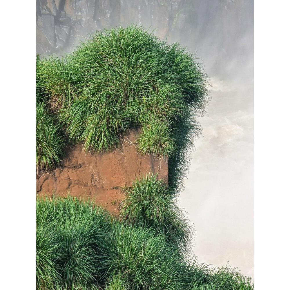 Cousin It Care Guide: Tips & Tricks