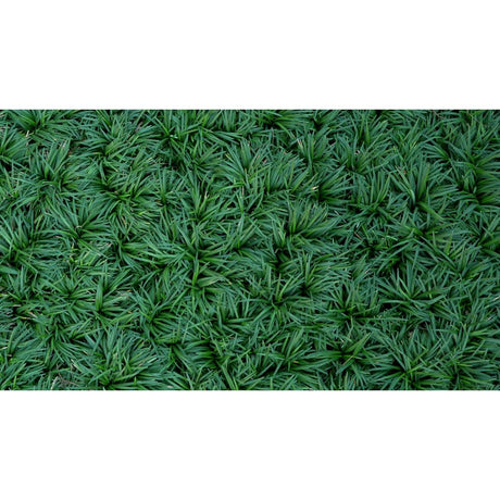 10 Benefits of Incorporating Mondo Grass in Your Landscape