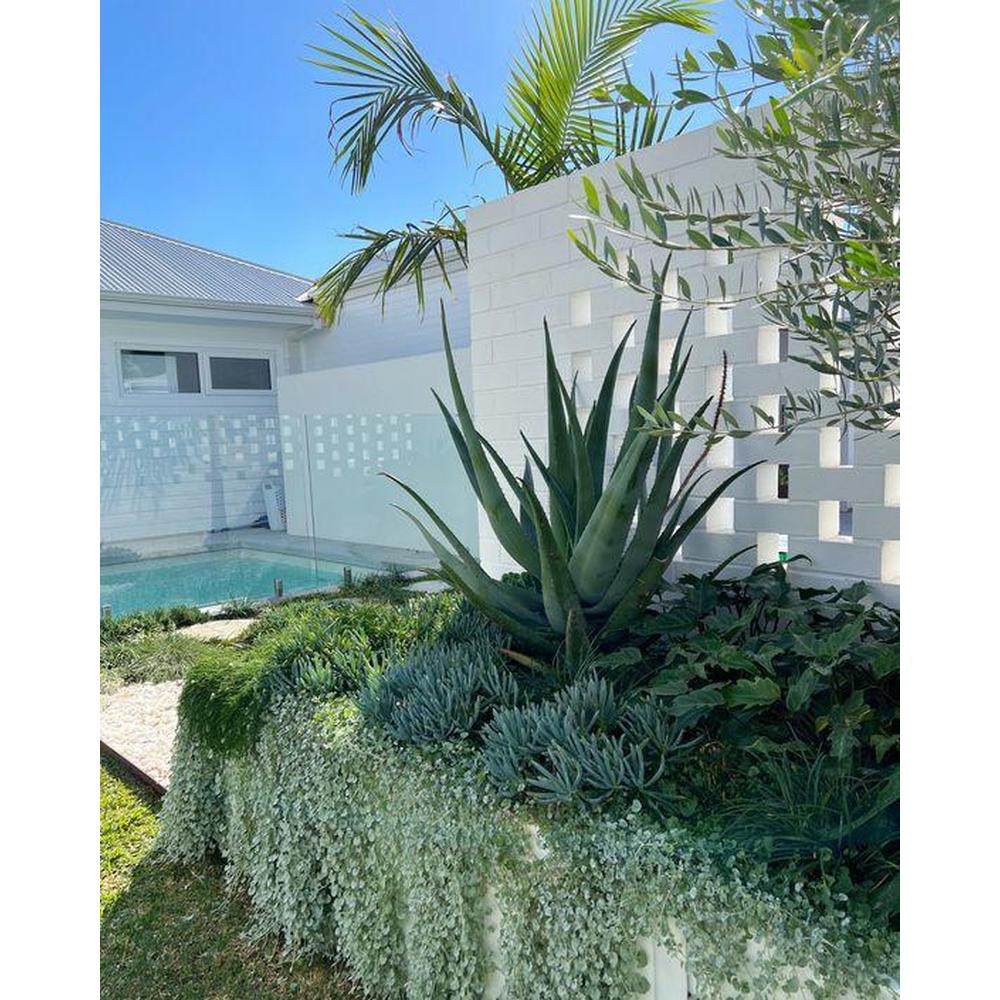 Your Ideal Tropical Poolside Plants for Low-Maintenance Bliss