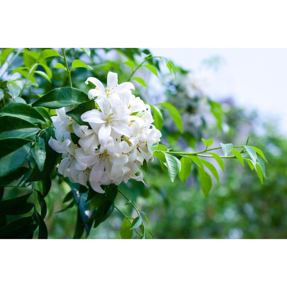 Murraya Paniculata: Enhancing Your Garden with Fragrance