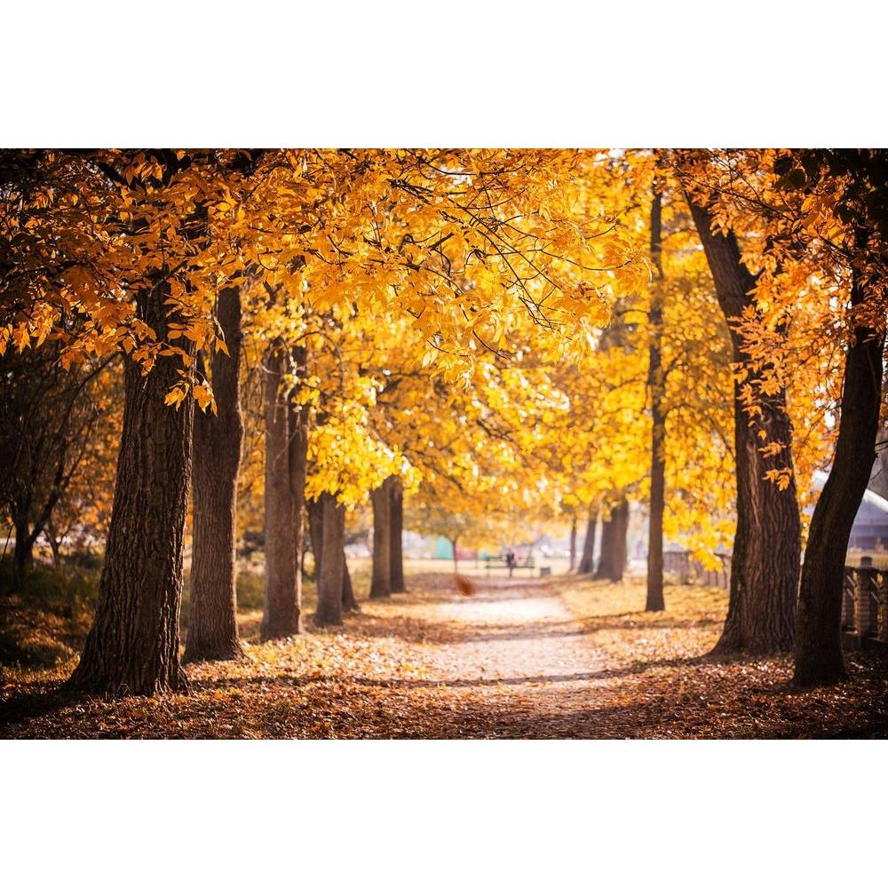 Mature Trees for Sale: Discover the Beauty of Established Landscapes