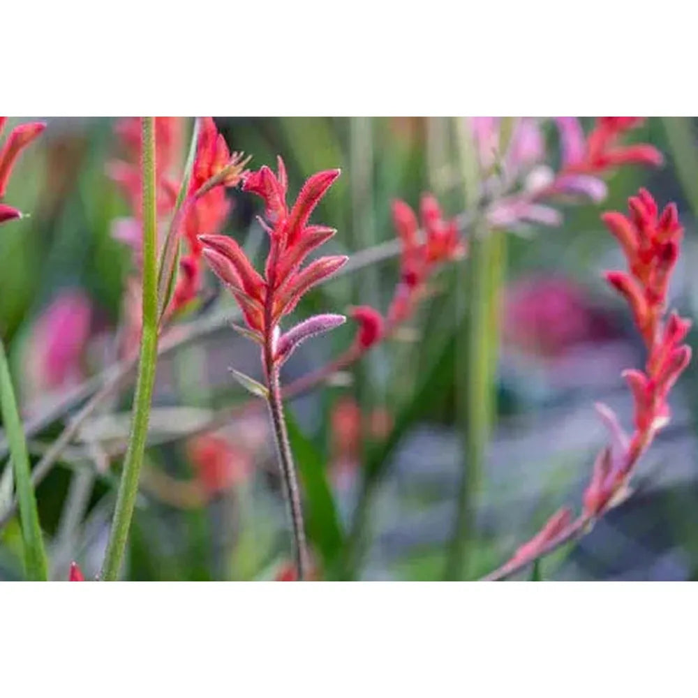 Discovering the Most Colourful Plants for Your Garden