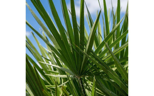 Understanding Windburn on Plants: Causes & Symptoms