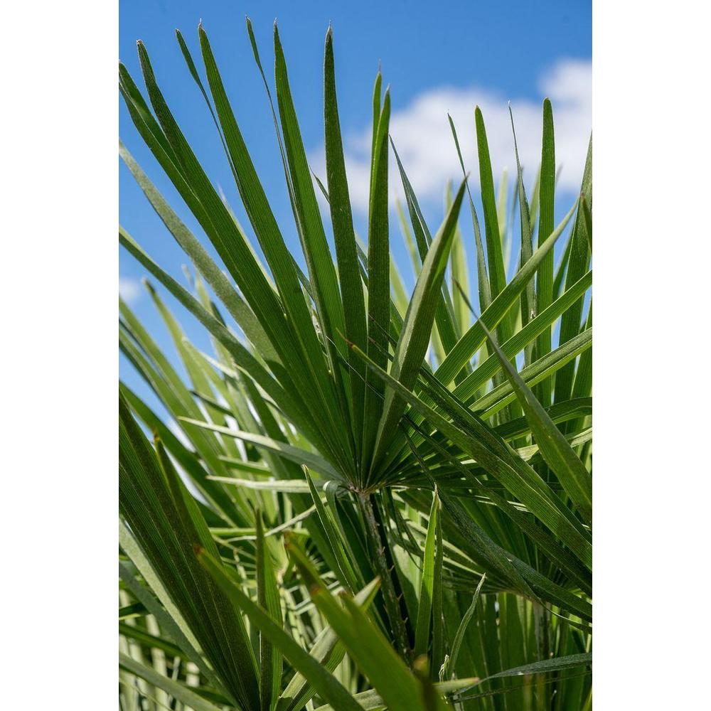 Understanding Windburn on Plants: Causes & Symptoms