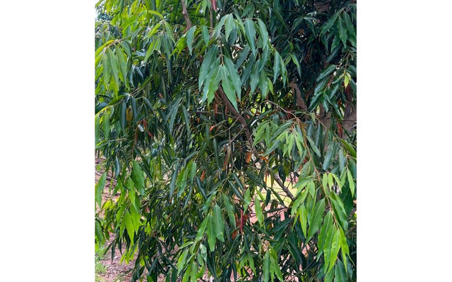 Weeping Lilly Pilly: Hedging, Growth Rate and Care