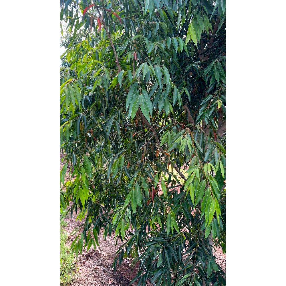 Complete Weeping Lilly Pilly Care Guide for 2025