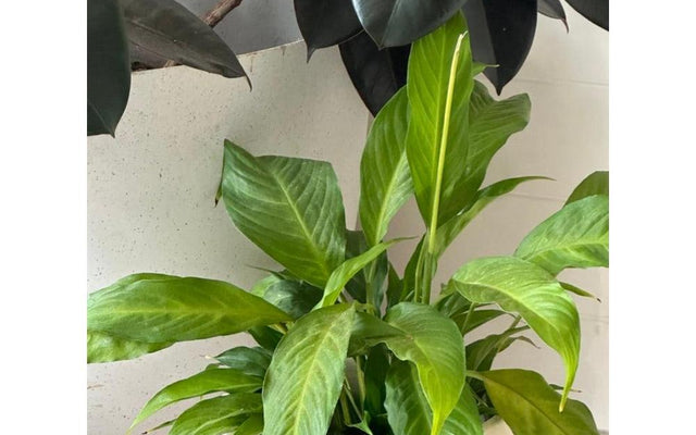 Indoor Plant Tips for Beginners