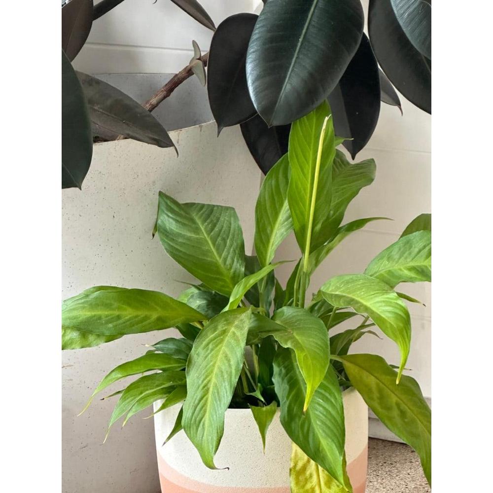 Indoor Plant Tips for Beginners