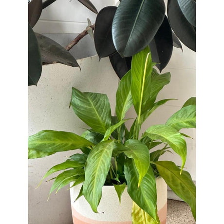 Indoor Plant Tips for Beginners