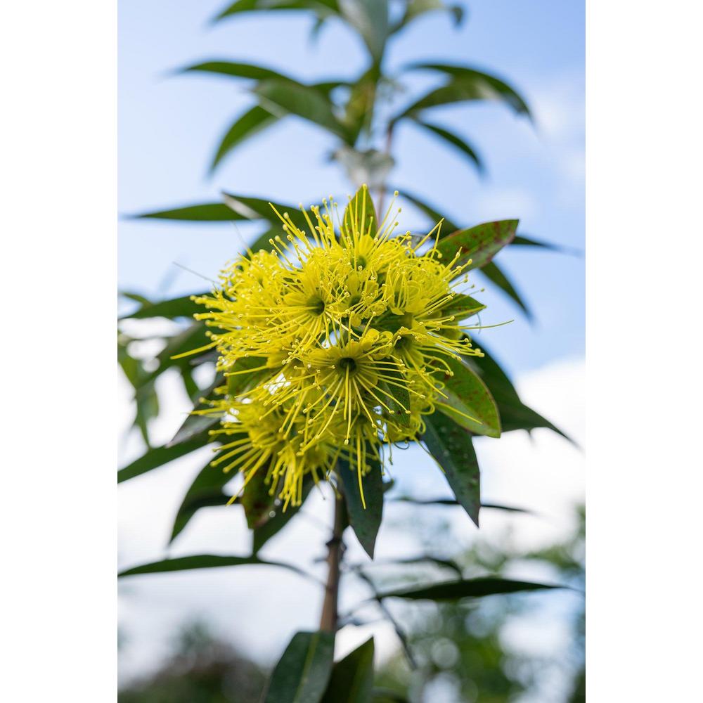 All You Need to Know About the Golden Penda Plant