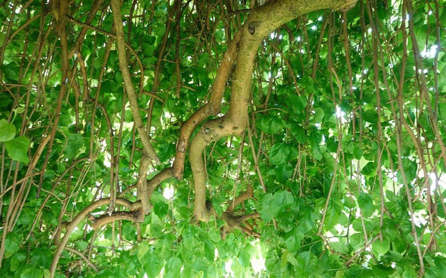 Weeping Mulberry: A Unique Garden Feature