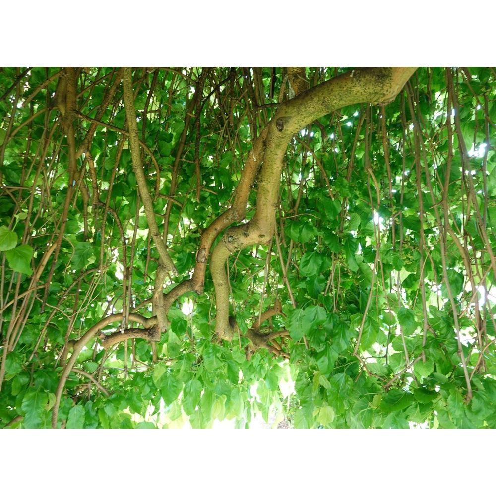 Weeping Mulberry: A Unique Garden Feature