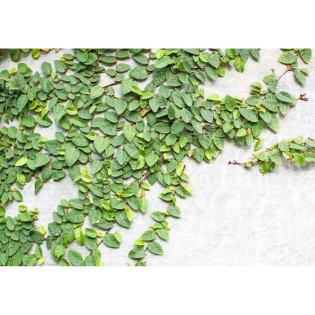 Climbing Fig Care Guide: Essential Tips for Vibrant Growth