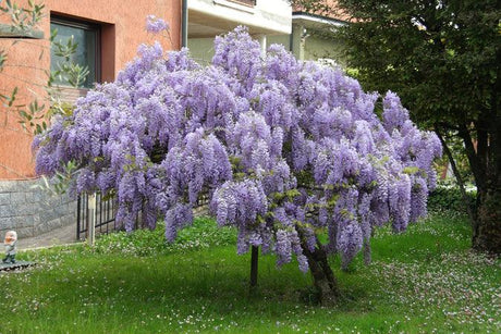 7 Best Qualities of Wisteria Tree [Infographic] - Brisbane Plant Nursery