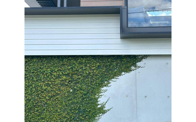 Climbing Fig Care: Green Walls, Clipping and the Catch
