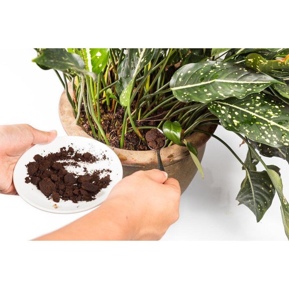 Science Behind Fertilisers: Guide to Feeding Your Garden
