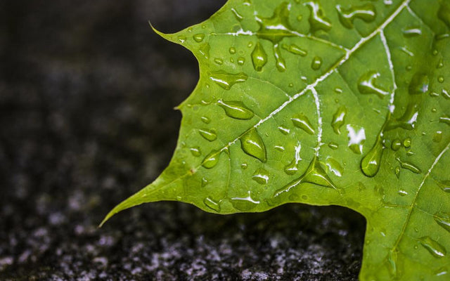 How to Prepare Your Garden for Storm Season