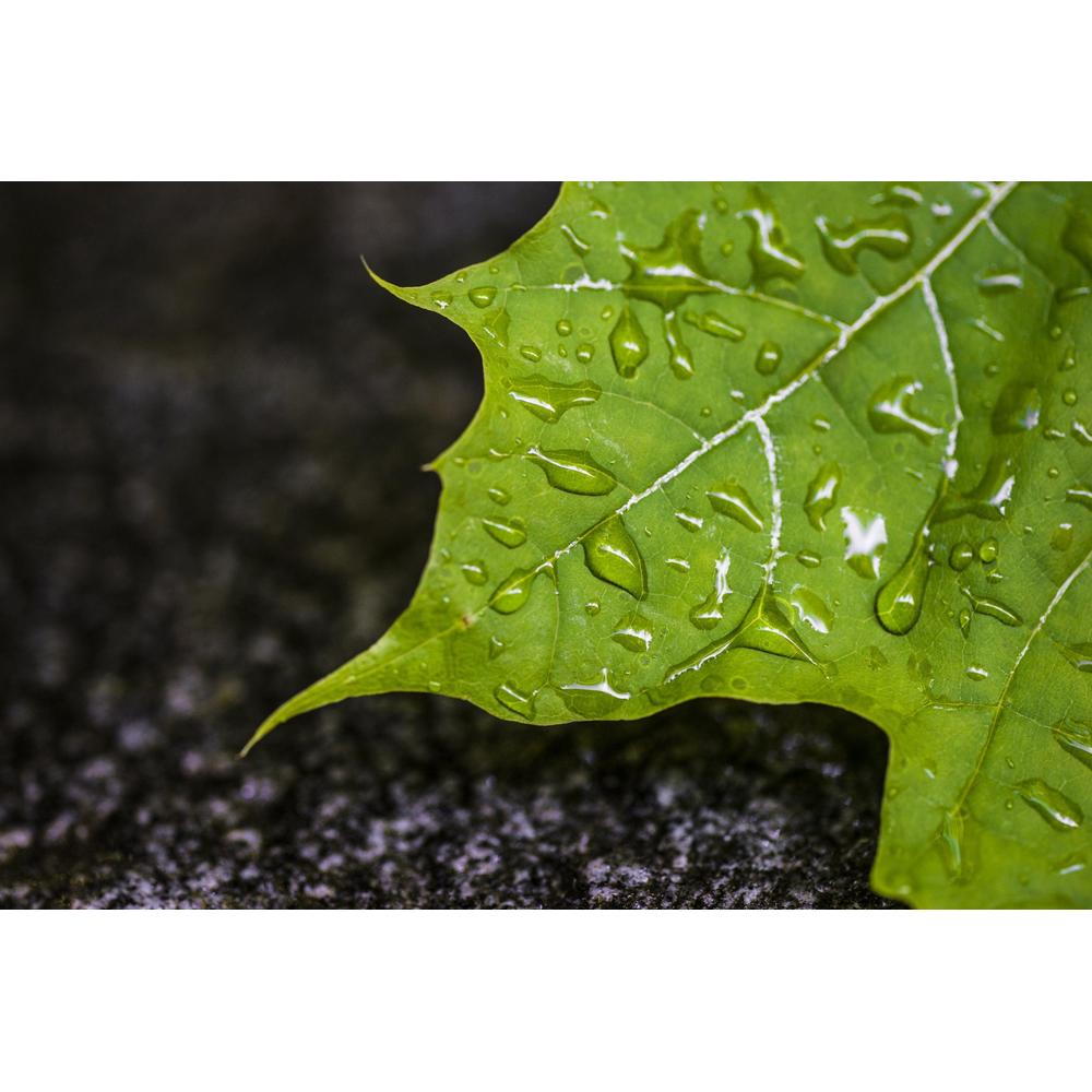 How to prepare your plants for storm season success