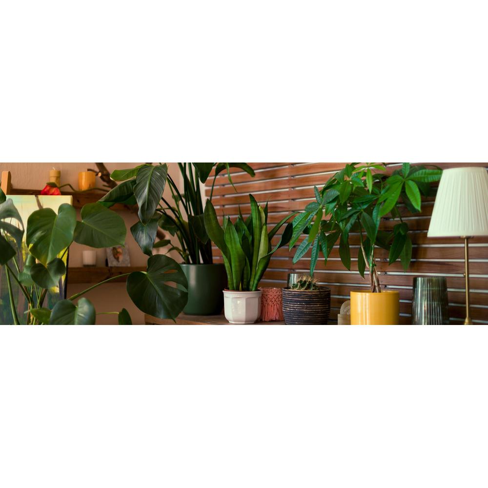 Top Unique House Plants to Elevate Your Indoor Space