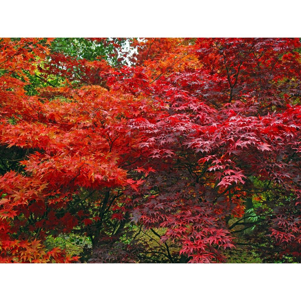 Japanese Maple Care Guide: Essential Tips for 2025