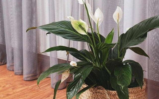 How to Keep Your Indoor Plants Alive