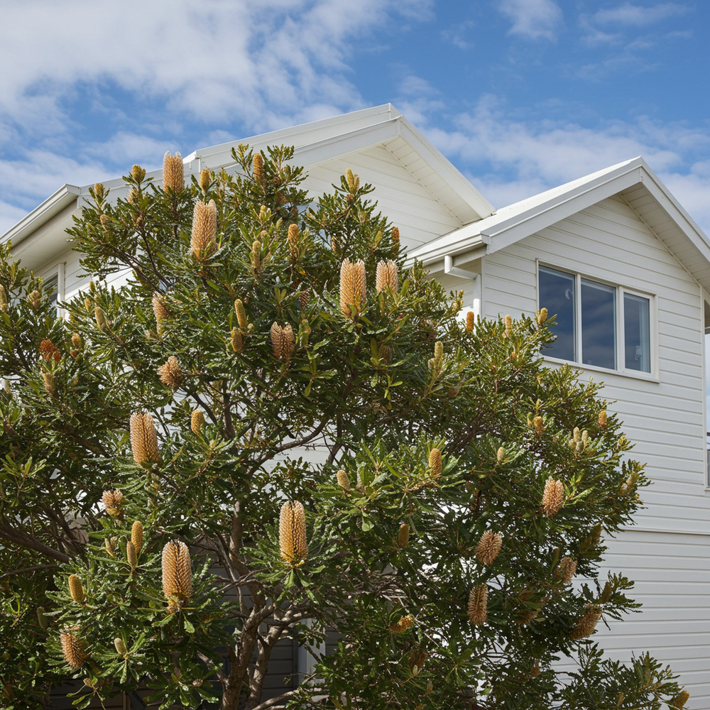 Best Coastal Plants Australia - Beachside Garden Guide  Nursery Near Me