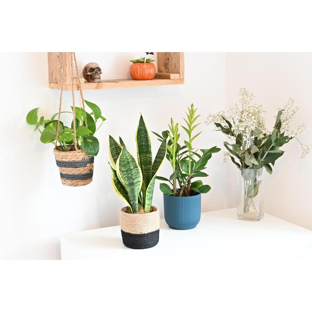 Expert Tips for Choosing the Right Indoor Plants to Improve Air Quality